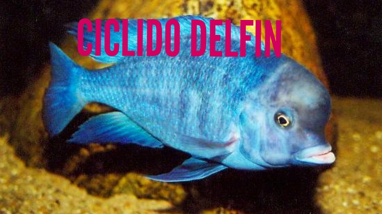 me compre un delfin ciclido africano