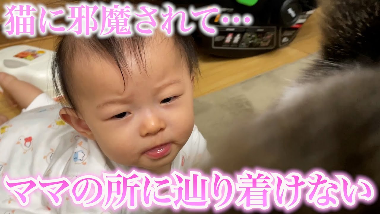 猫ちゃんに邪魔されてママの所に辿り着かない赤ちゃんが可愛すぎる