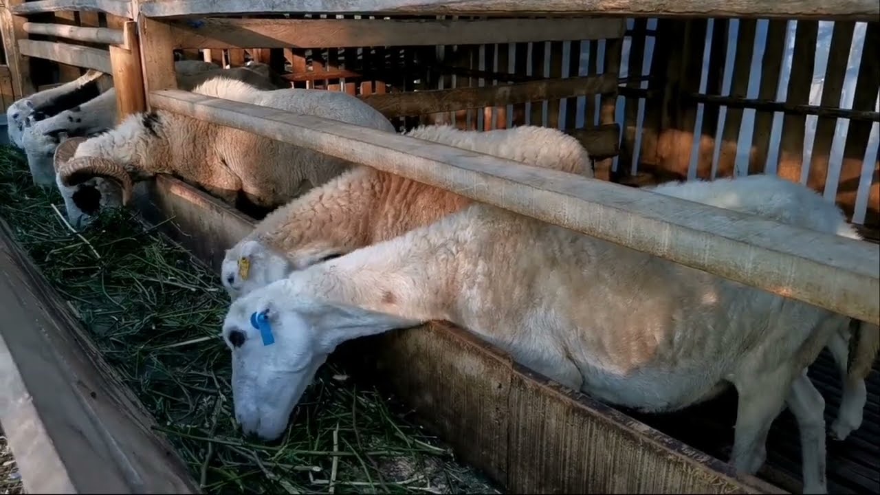 Sukses Breeding Domba Garut Koloni