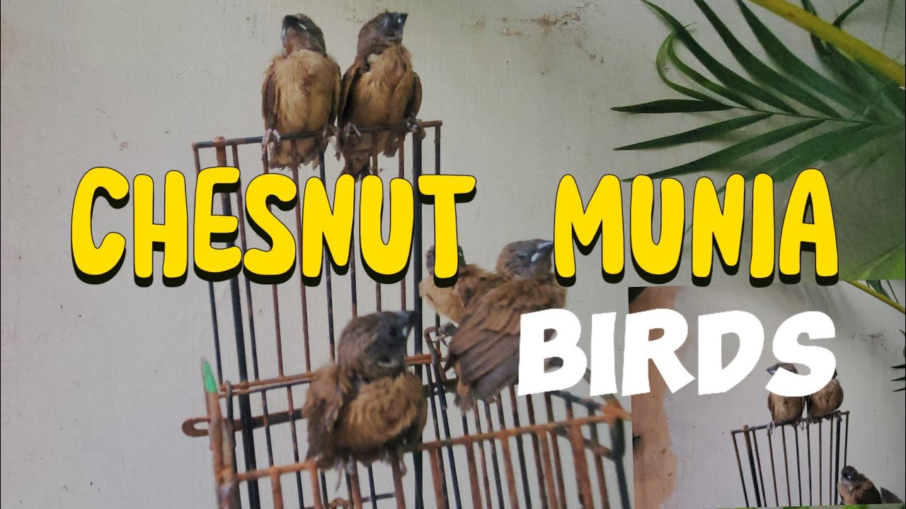 BIRDS  FIRST FLIGHT  #birds #birdslover  #NATURELOVERS