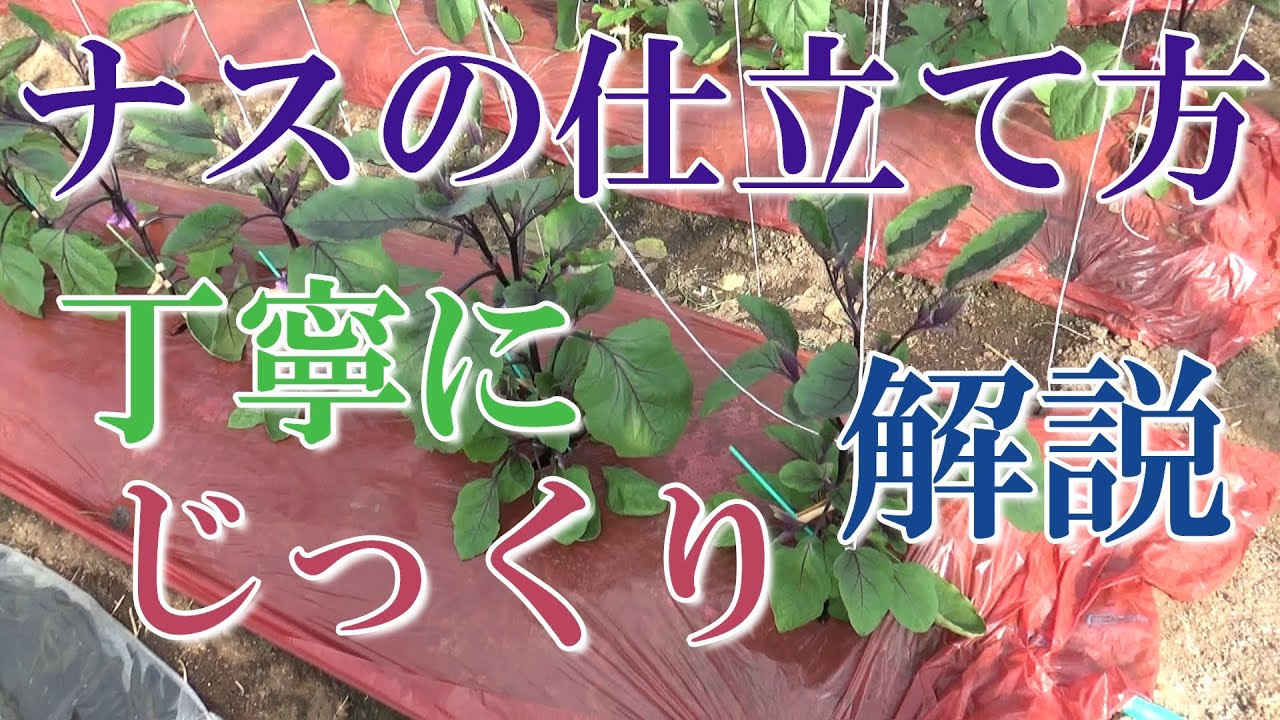 ナスの仕立て方をゆ～っくり丁寧に解説