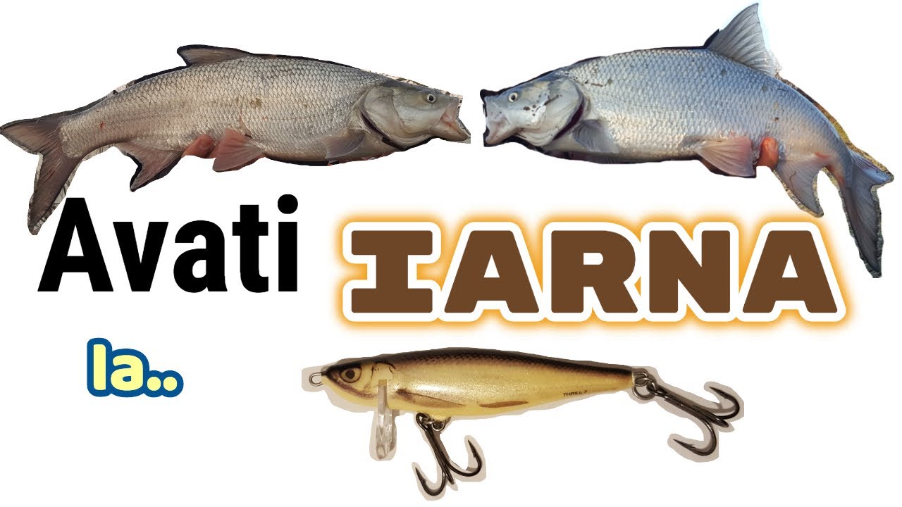 Pescuit la avat iarna. Avati la Salmo Thrill. Pescuit in ianuarie 2020.