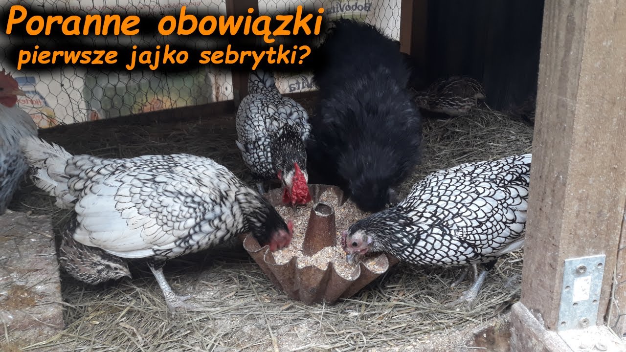 Codzienne Obowiązki🦚  pierwsze jajko od sebrytki 🤔😱