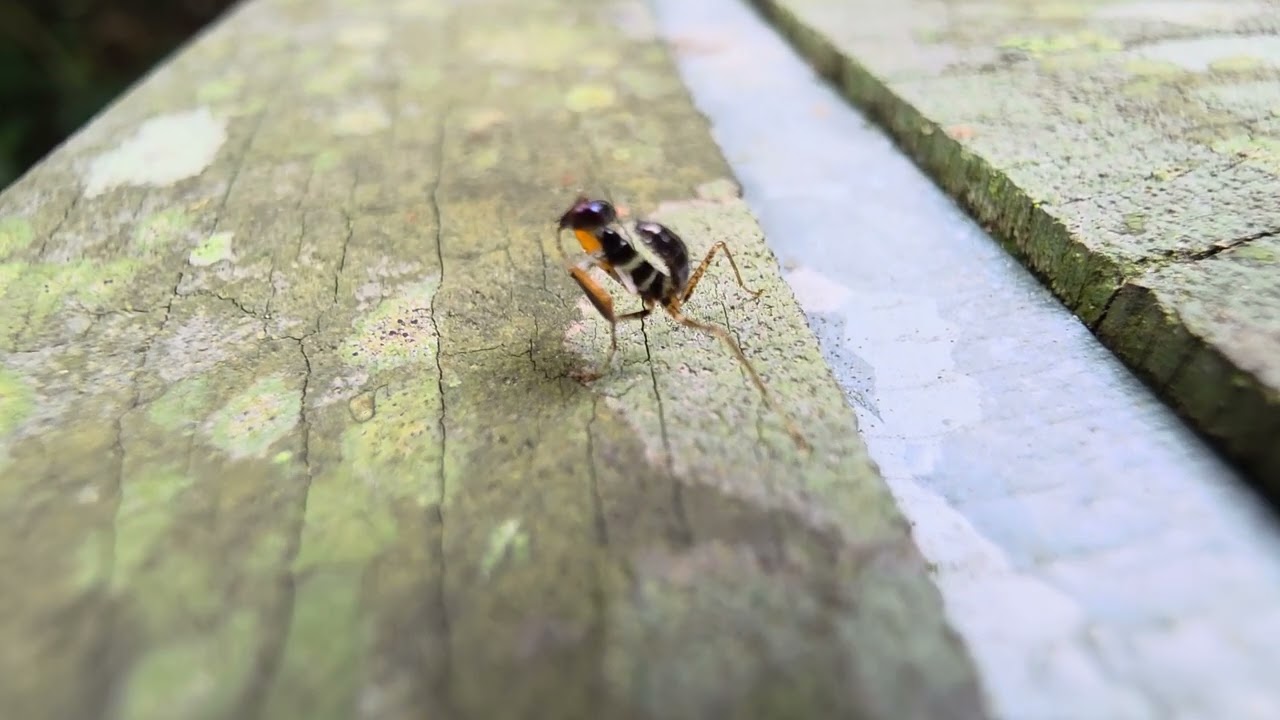 Boxer Mantis nymph.2
