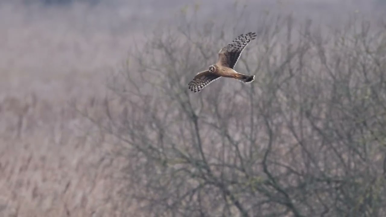 Marsh & Hen Harrier