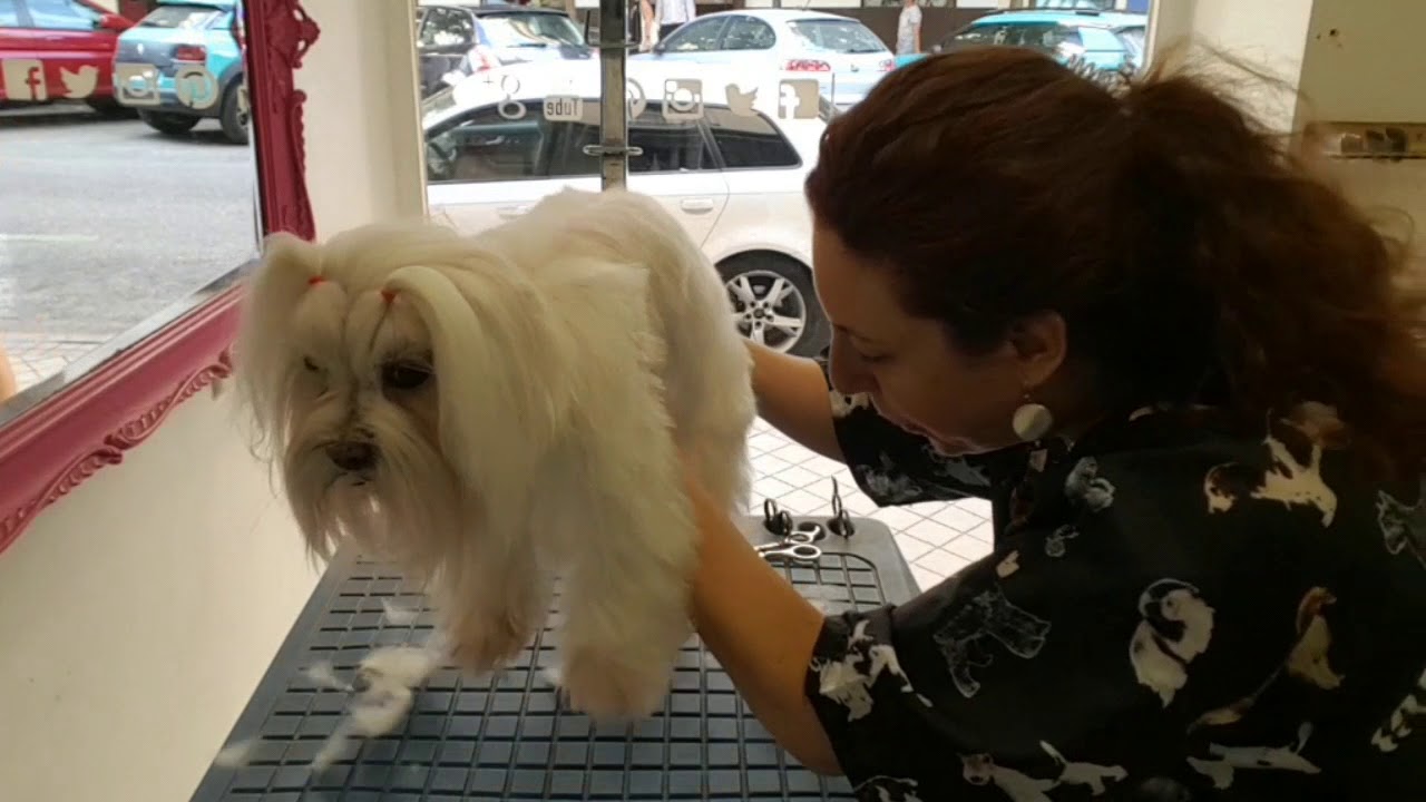 Corte a capas de Bichón Maltés