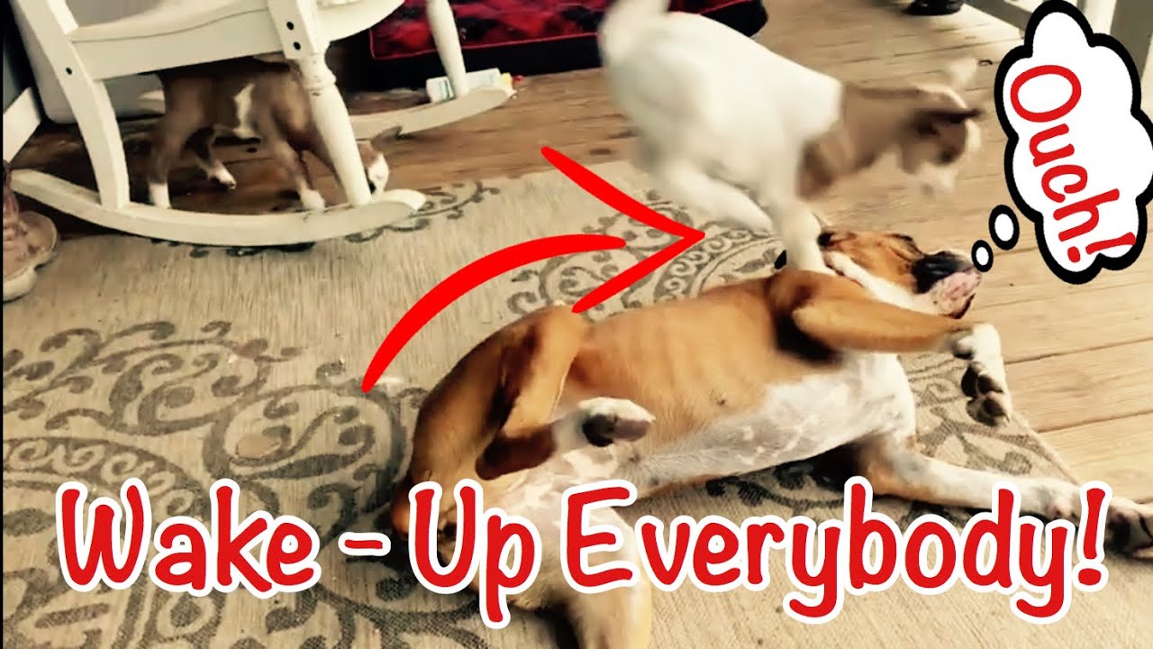 Baby Goats Wake-up Call