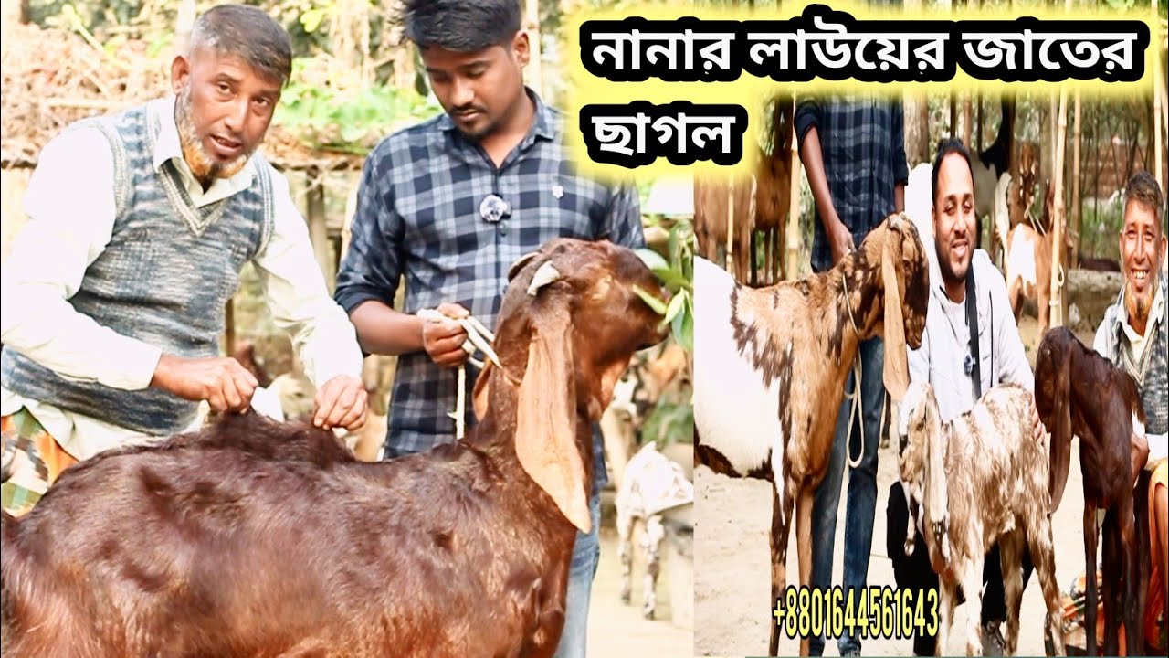 লাউয়ের মত আজকের নানার সব ছাগল!!৯২ কেজি ওজনের ছাগল কি ছাগল দেখুন Goat market 