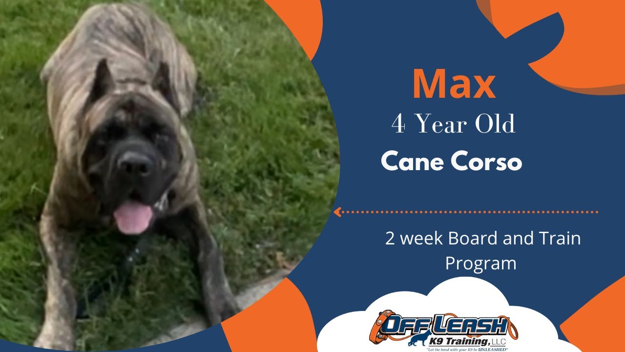 St. Louis Dog Trainers - 4 Year Old Cane Corso