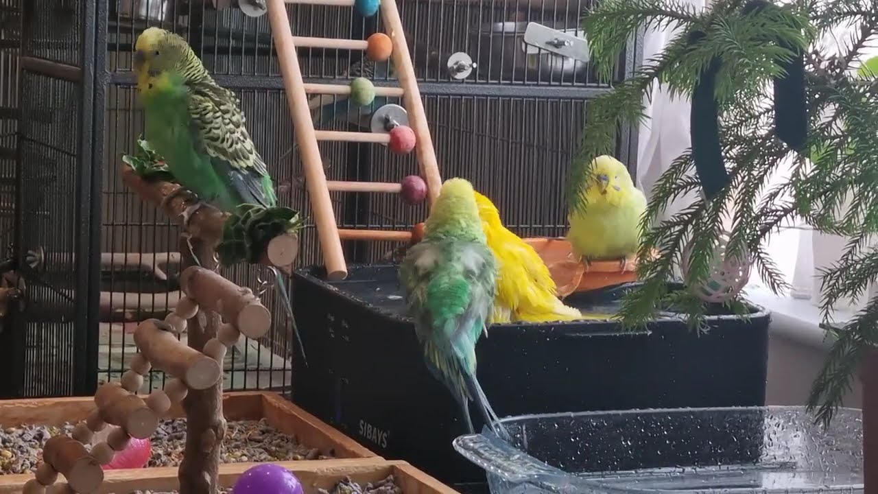 Chocobo & Friends Bath Time