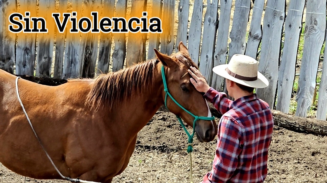 Como desensibilizar un caballo sensible