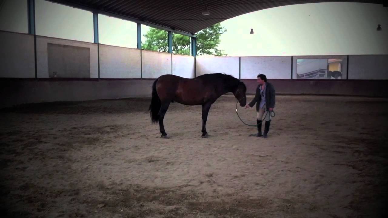 COACHING CON CABALLOS: DAVID RUSS. Ejercicio de liderazgo con caballo cronometrado