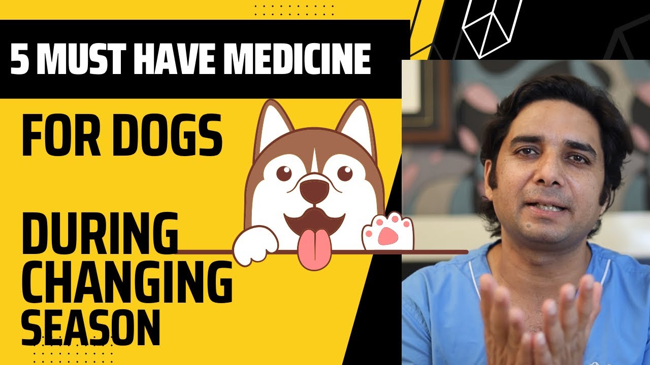 बदलते मौसम में Dog की 5 दवाइयाँ||kennel cough treatment ||home remedies during changing season||