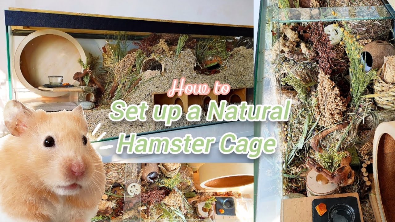 How to Set up a Natural Hamster Cage - Upgrading HAMSTER's German Inspired Enclosure! 🐹🍄🌿