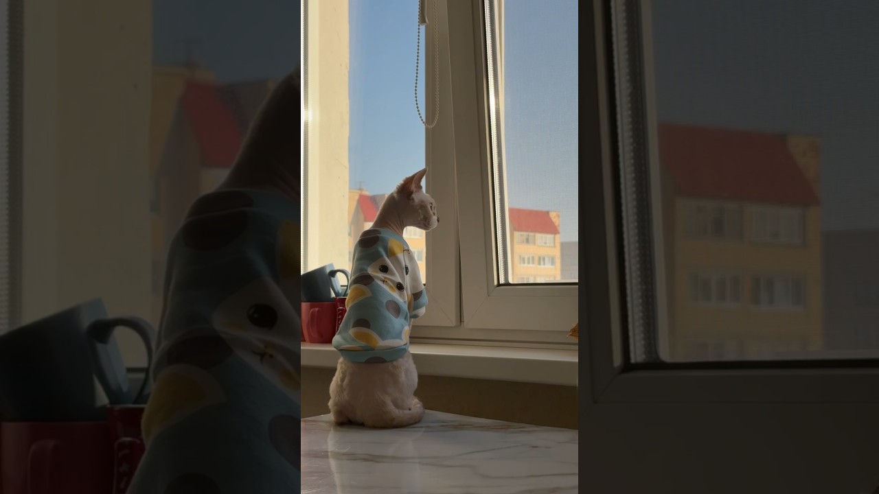 любопытная Кнопа #прикольныекоты #веселыекоты #cat
