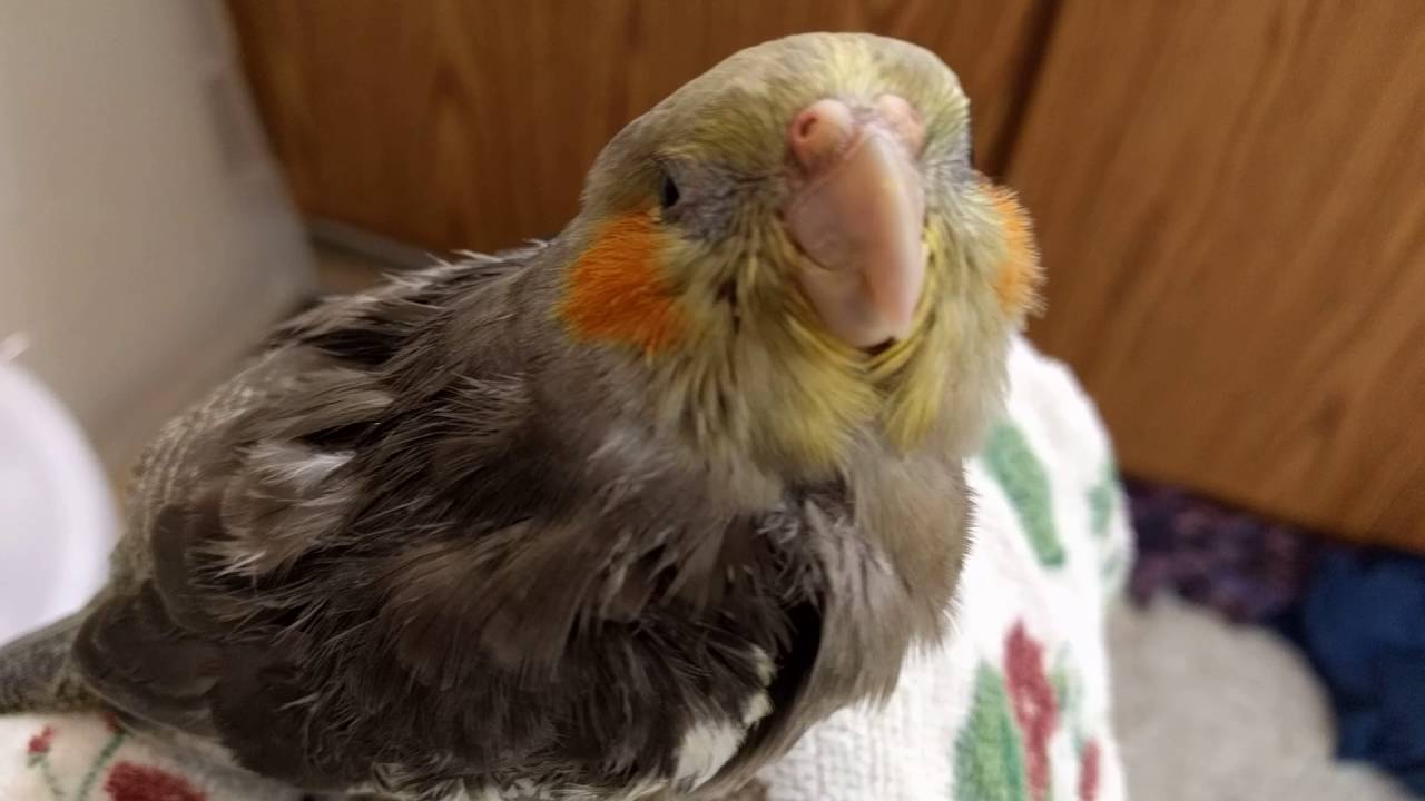 Happy baby cockatiel noises