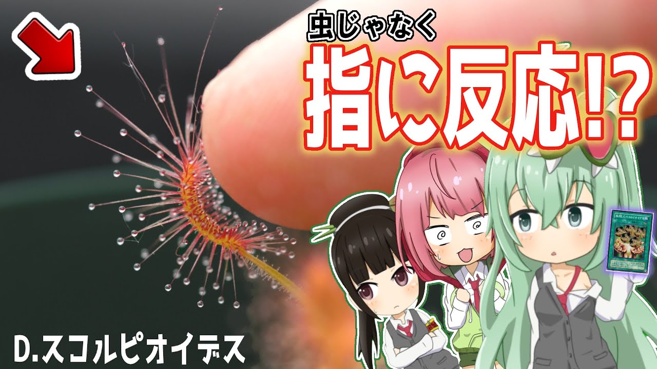 素早く指を食べようとするモウセンゴケ!? ピグミードロセラ スコルピオイデス の紹介と育て方【食虫植物TV】