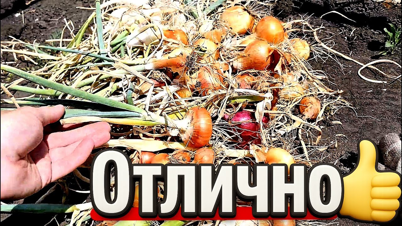 Выкапываю лук на моём огородике, выбираю сиянку!
