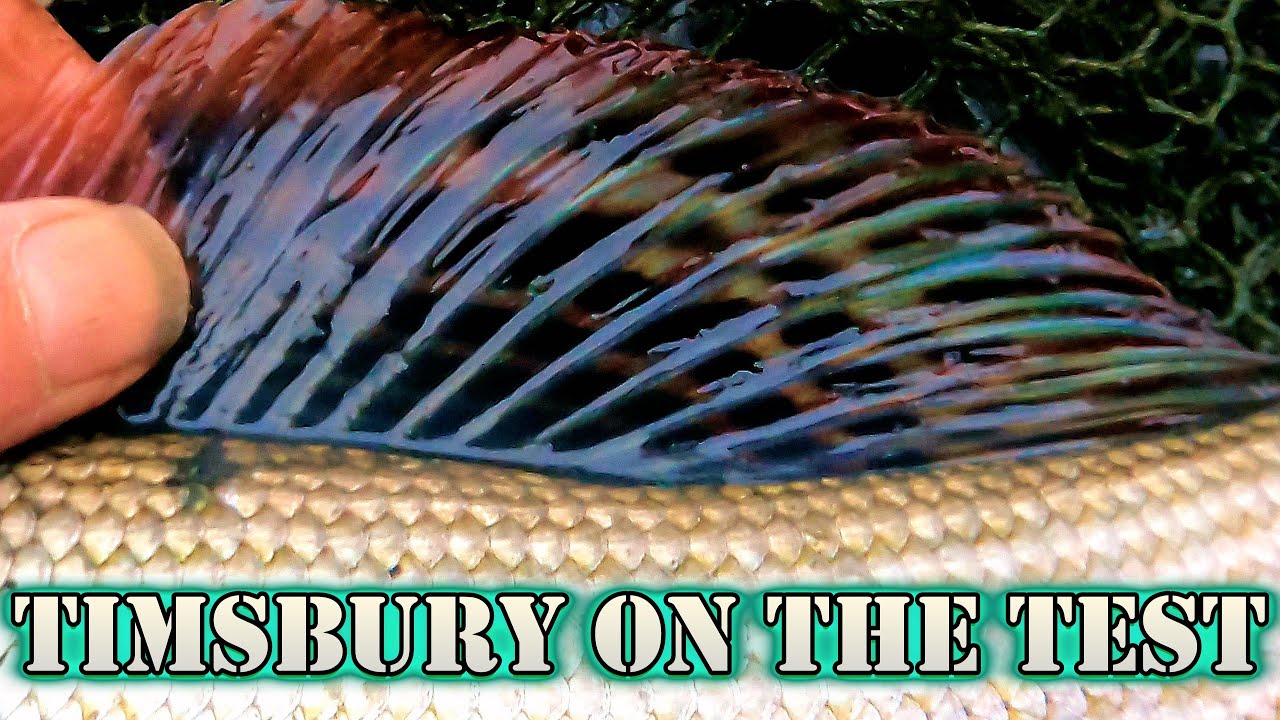 Рыбалка на хариуса и плотву с центральной рысью | Рыбалка в холодной воде в Великобритании