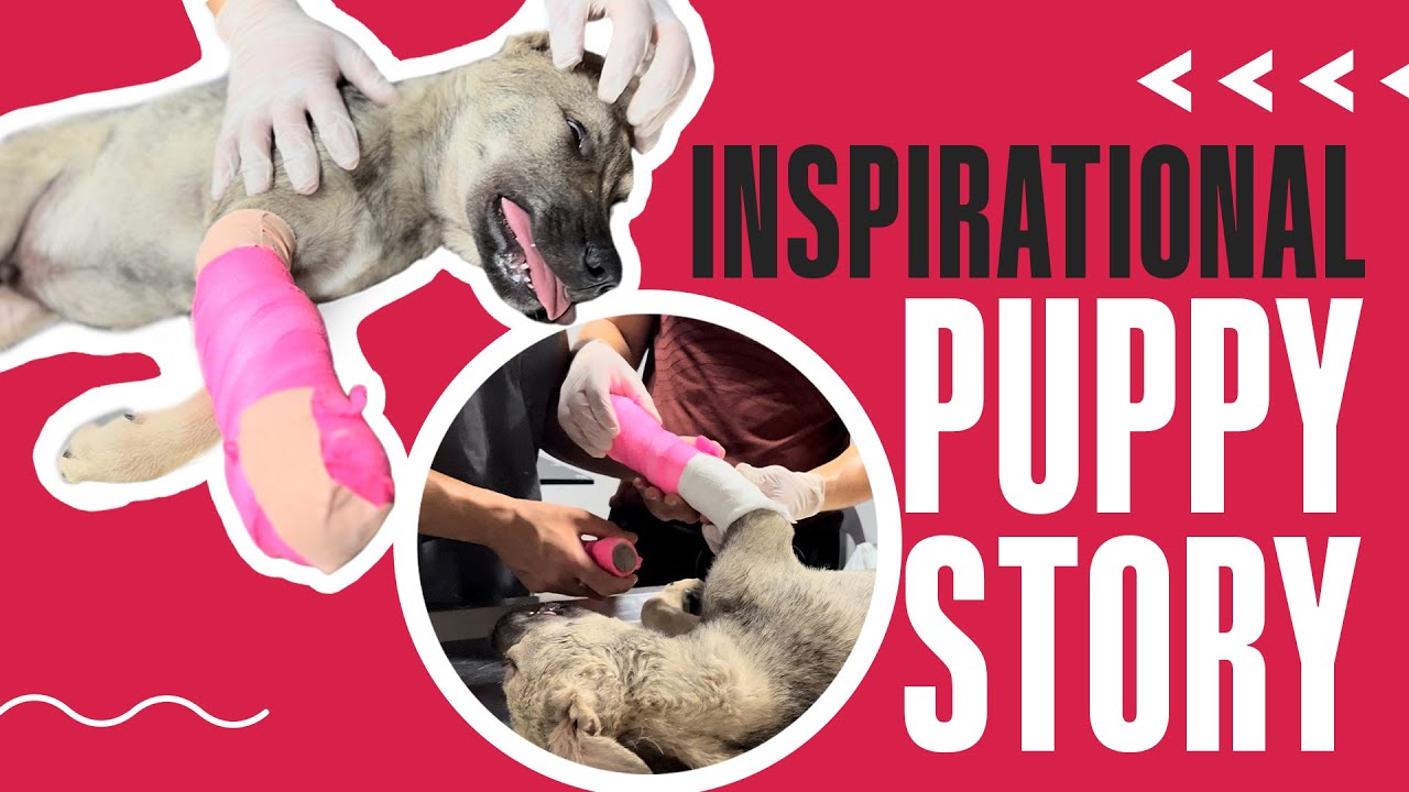 Inspirational puppy story