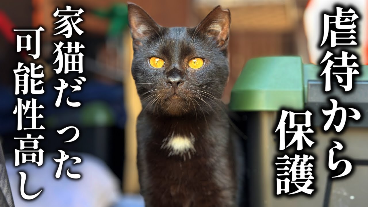 虐待から緊急保護した地域猫 保護猫だった可能性大！！