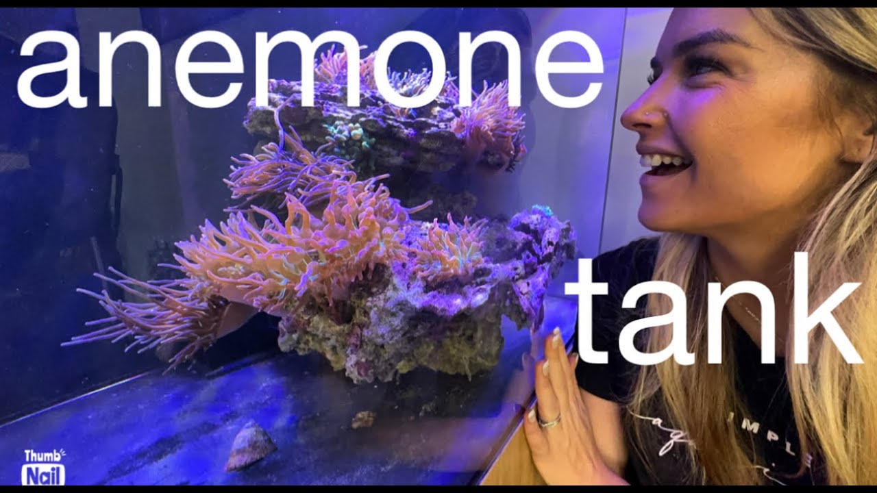 Bubble tip anemone saltwater marine tank