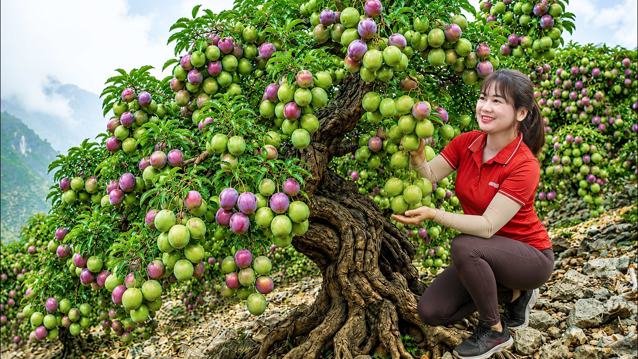 Harvesting 120Kg Green Plums from Abandoned Trees | Carrying Them on Backs to Market to Sell
