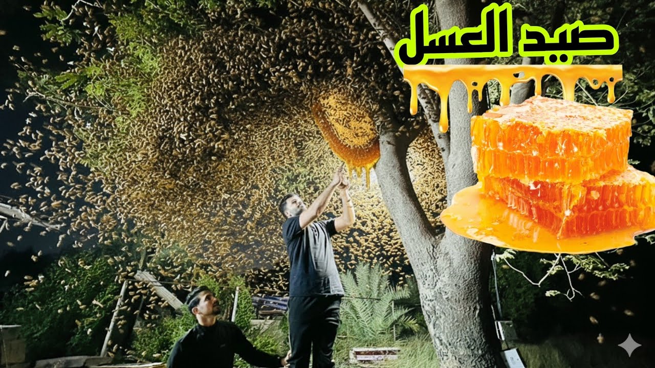 صيادو الكنوز /صيد العسل البري 