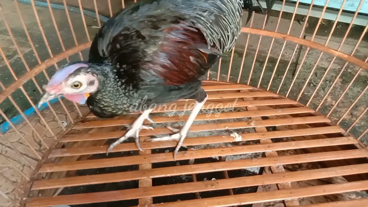 Ayam Hutan Hijau Tangkapan