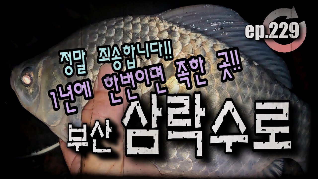 [ep.229] 죄송합니다. 마이크가...찬바람이 불면 생각나는 거기!! 부산 삼락수로 삼락강변교권