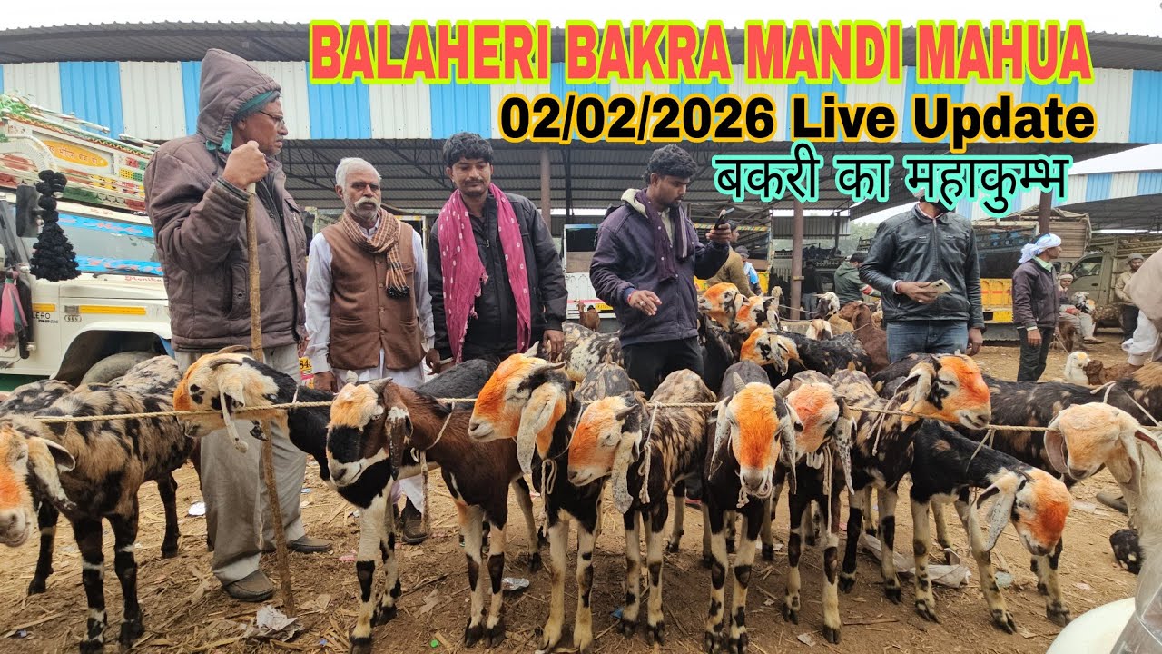 #live Balaheri Bakra Mandi Live Docomentary | 2/2/26 Live Update | तोतापारी बकरी का बड़ा बाजार 