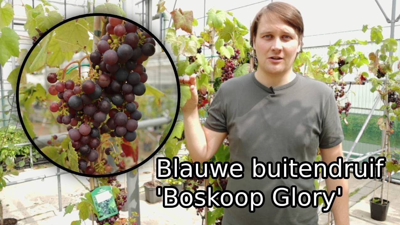 De ideale blauwe buitendruif? Boskoop Glory