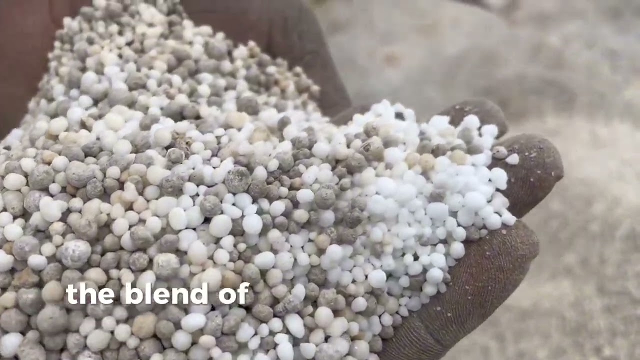 How to grow maize like a pro! with Richyiel Organic Fertilizer; Part 3 #maizecultivation #farming