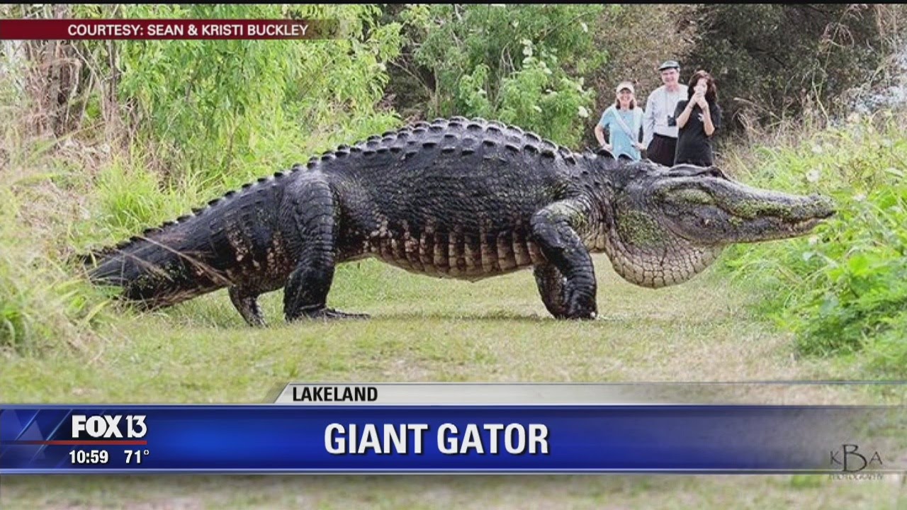 Video of giant Florida alligator goes viral
