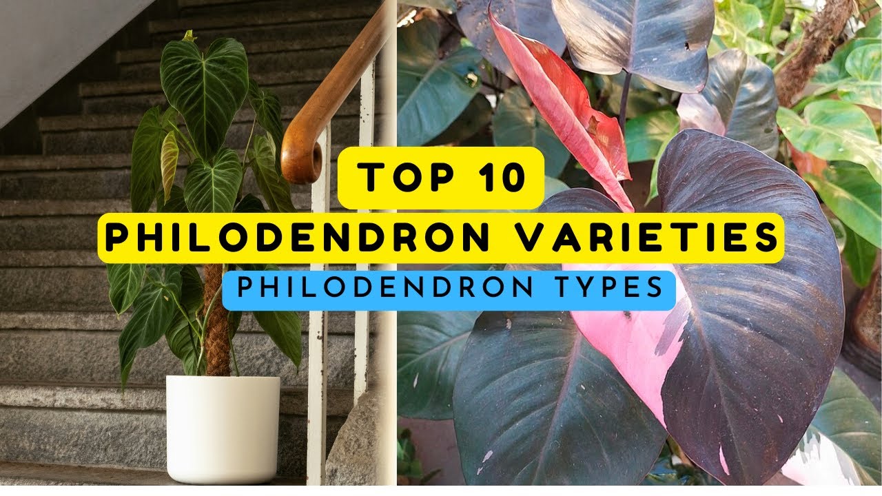 The Most Beautiful Philodendrons