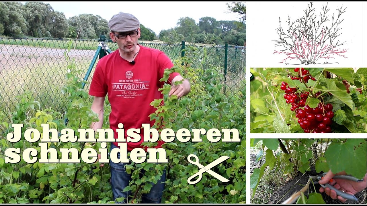 Rote und weiße Johannisbeeren /Ribisel schneiden Gartentipp Juli 0703
