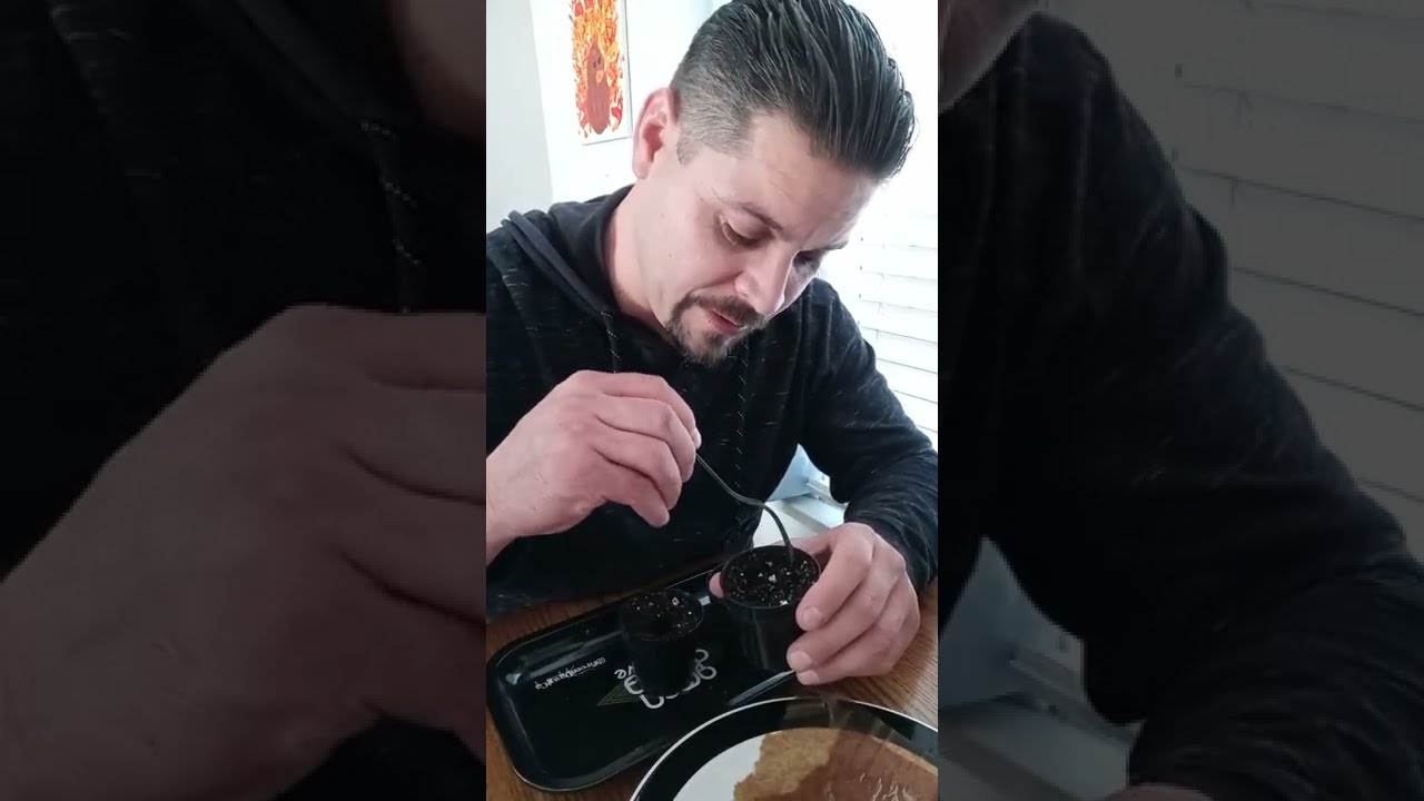 Potting germinating seeds. New grow Gorilla Glue Autoflower