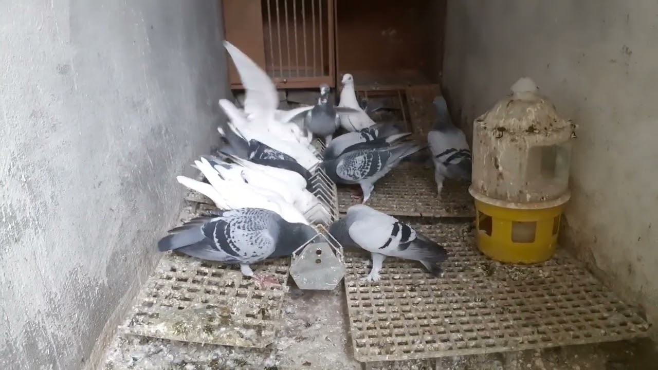 Bugün postaları uçurdum çok karakterli kuşlar 
