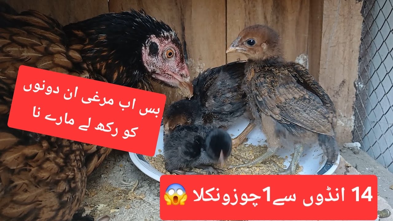Dua hai ye 2no ko accept kr ly