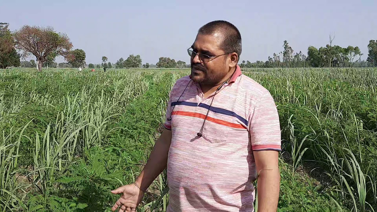 बसंत कालीन गन्ने में ढैंचा की सहफसली खेती भदोरिया कृषि फार्म धुमरा डीह