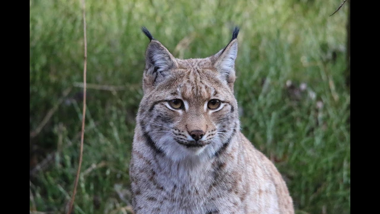Luchs im Tierfreigelände Bayerischer Wald