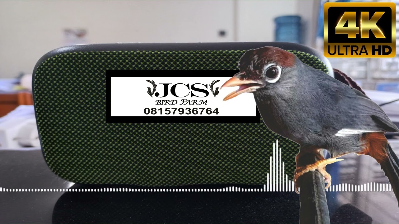 POKSAY MANDARIN [PANCINGAN SUARA BURUNG POKSAY MANDARIN] │ SUARA JERNIH & TANPA IKLAN!!!