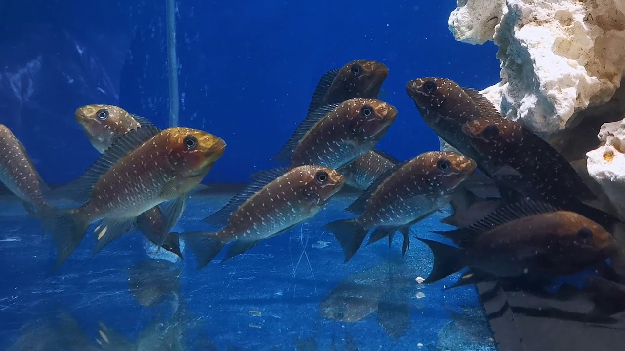 Petrochromis trewavasae (Петрохромис Тревавас)