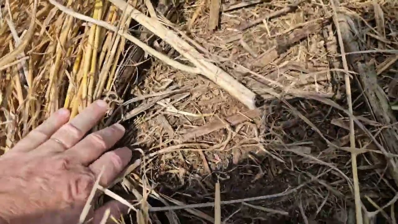 Sementeira directa vs Sementeira convencional em terrenos arenosos 2024. Primeira comparação