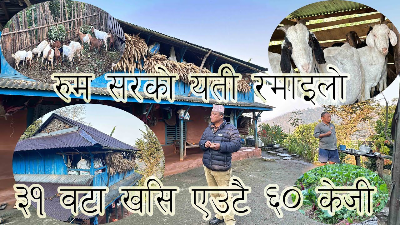 खसी किन्ने भए आउनुहाेस है हर्कपुर रुमसरकाे घर छानी छानी लानुहाेस् । Buck for Selling at Harkapur