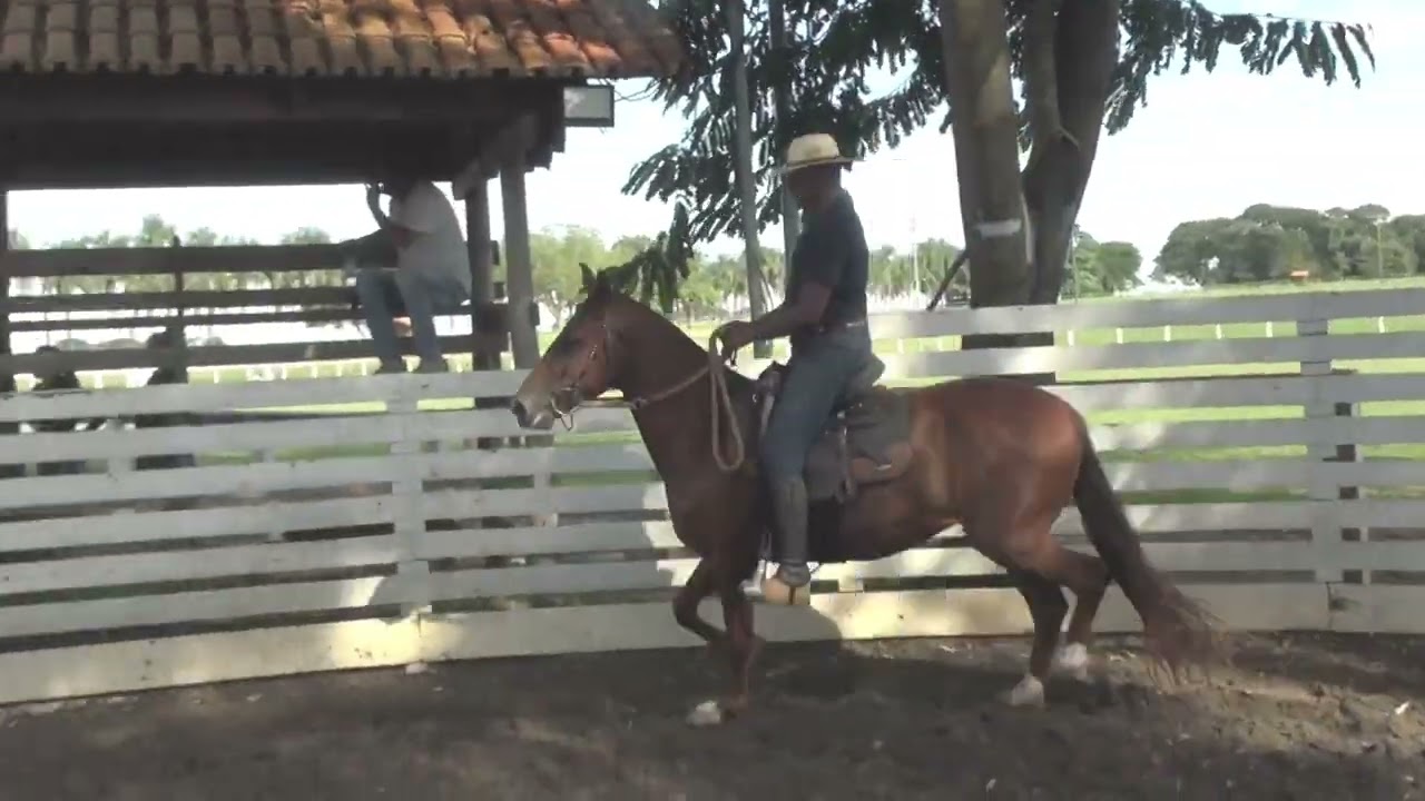 16 LUANNA DA PAO GRANDE