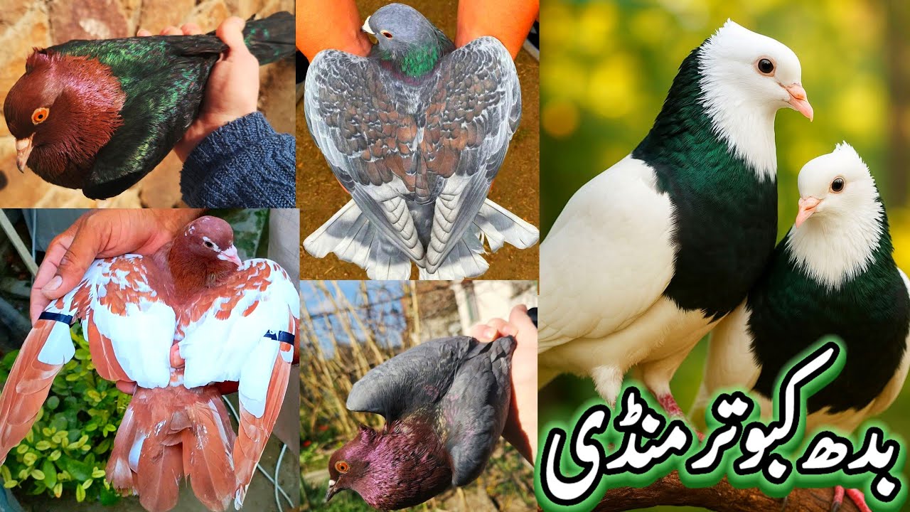 Wednesday Colourfull Day Amazing Bird's Market Rates Updates | Rangen Pigeon Available  Cheap Prices