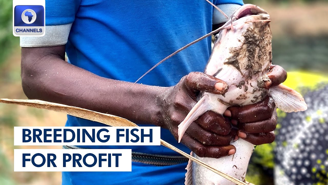 Breeding Fish For Profit: Story Of A Large Clusters Of Fish Farmers | Community Report