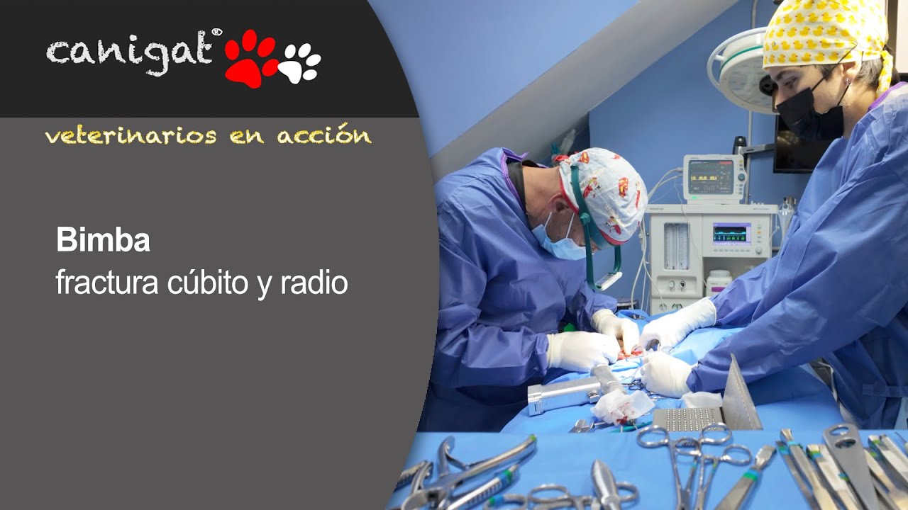 VETERINARIOS EN ACCI&Oacute;N #02 Bimba fractura c&uacute;bito y radio 🐶