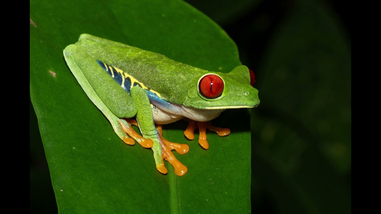 Three Voices of the Red-Eyed Tree Frog — Calls of Agalychnis callidryas in the Rainforest